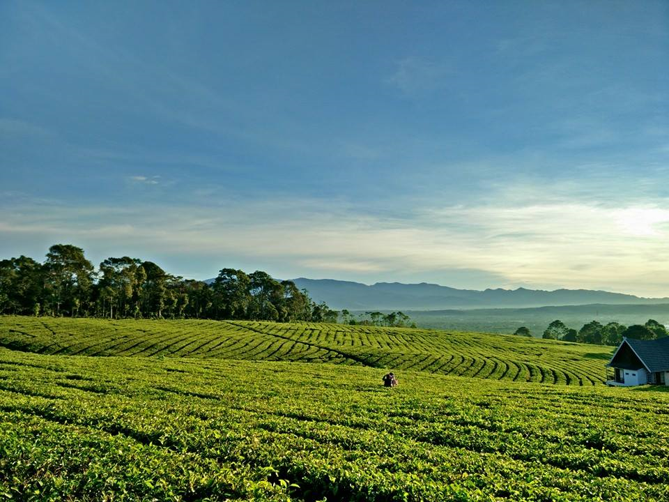 dempo tea