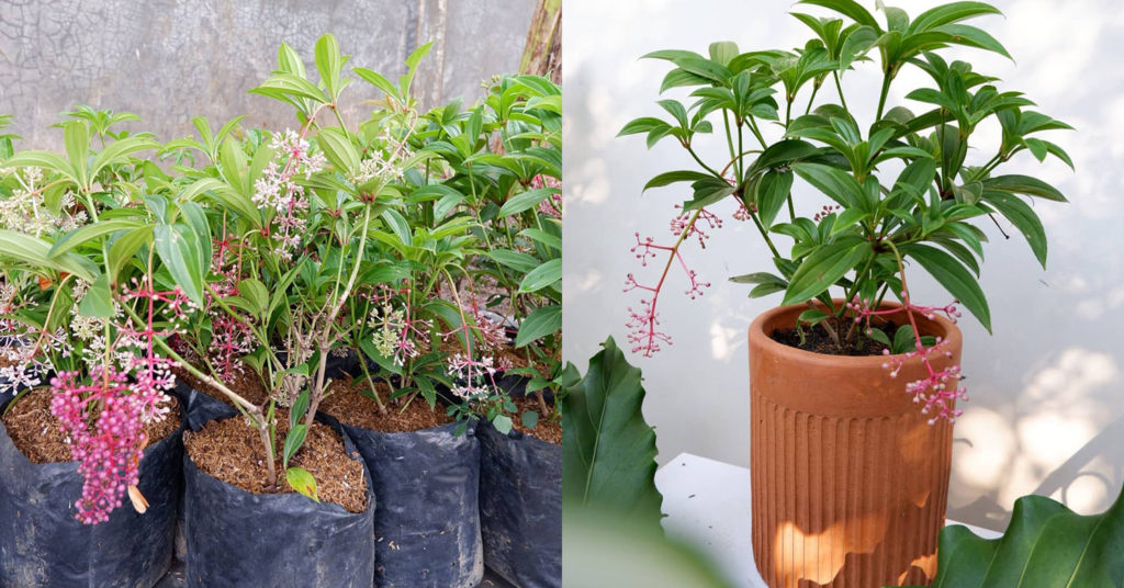 8 Plant Shops In Indonesia With Online Delivery To Decorate Your Home