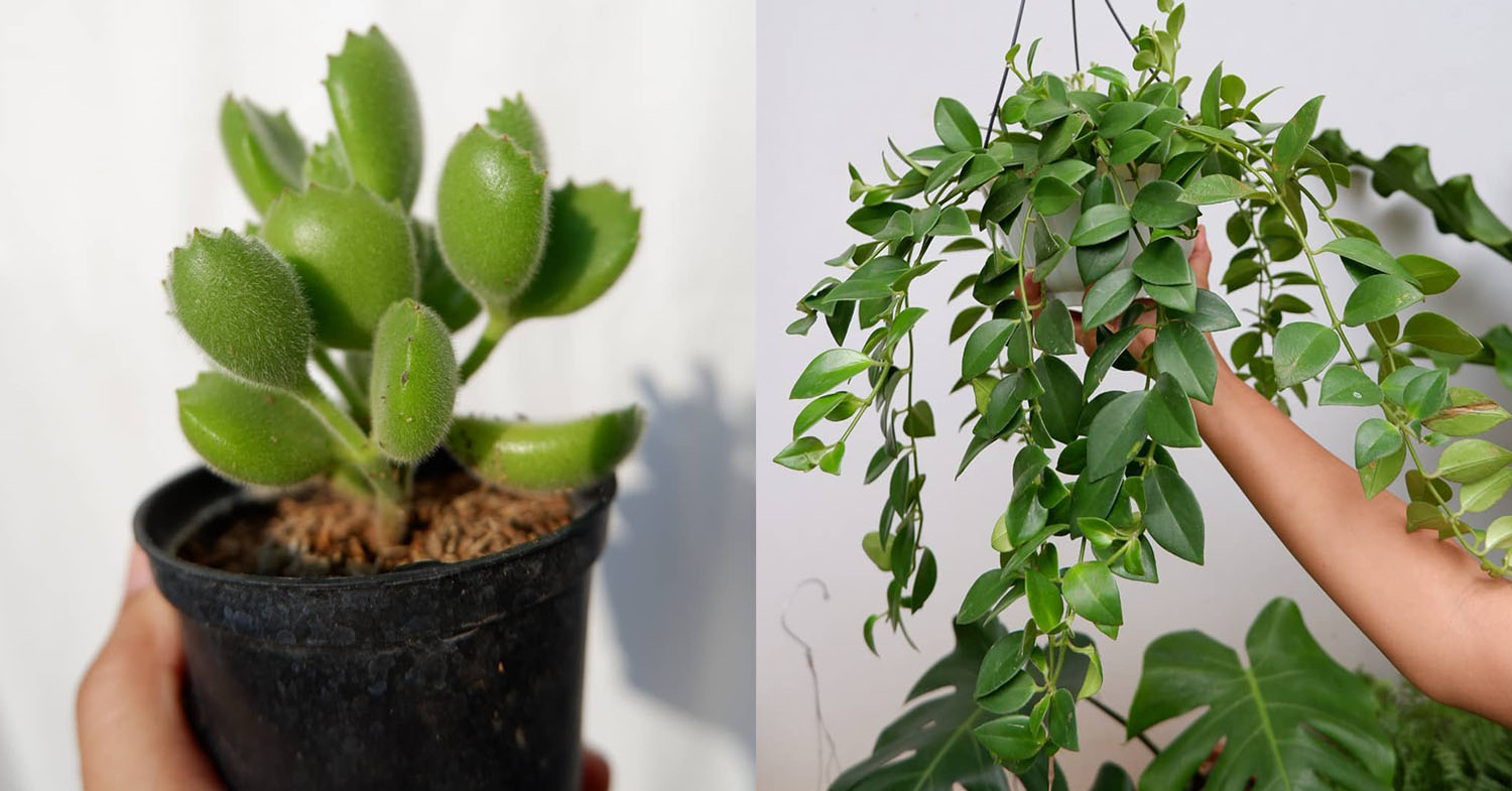 8 Plant Shops In Indonesia With Online Delivery To Decorate Your Home