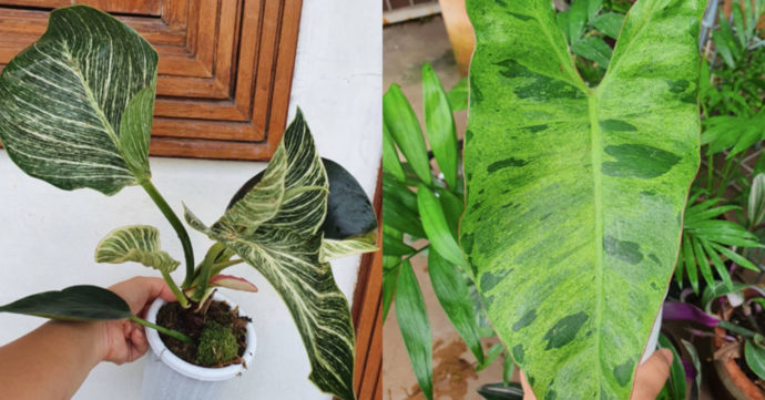 8 Plant Shops In Indonesia With Online Delivery To Decorate Your Home