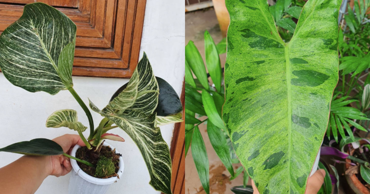 8 Plant Shops In Indonesia With Online Delivery To Decorate Your Home