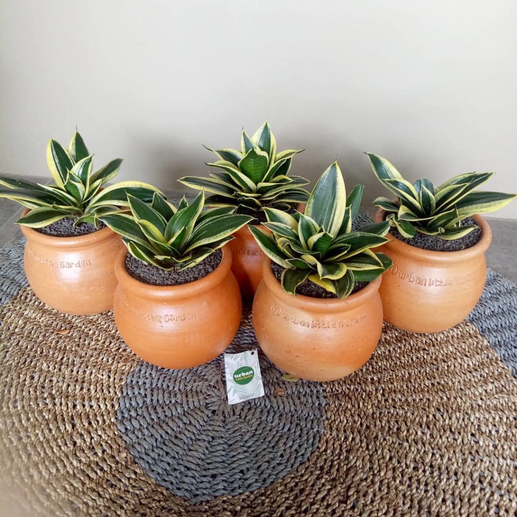 8 Plant Shops In Indonesia With Online Delivery To Decorate Your Home