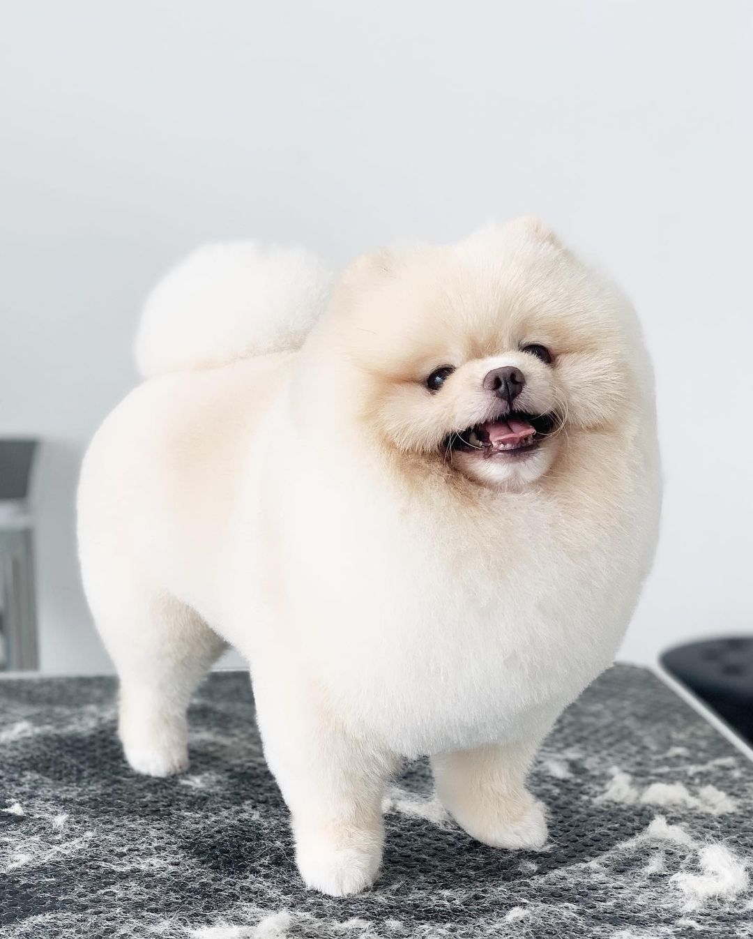 8 Pet Grooming Services In Jakarta That Will Treat Your Pets Like Royalty
