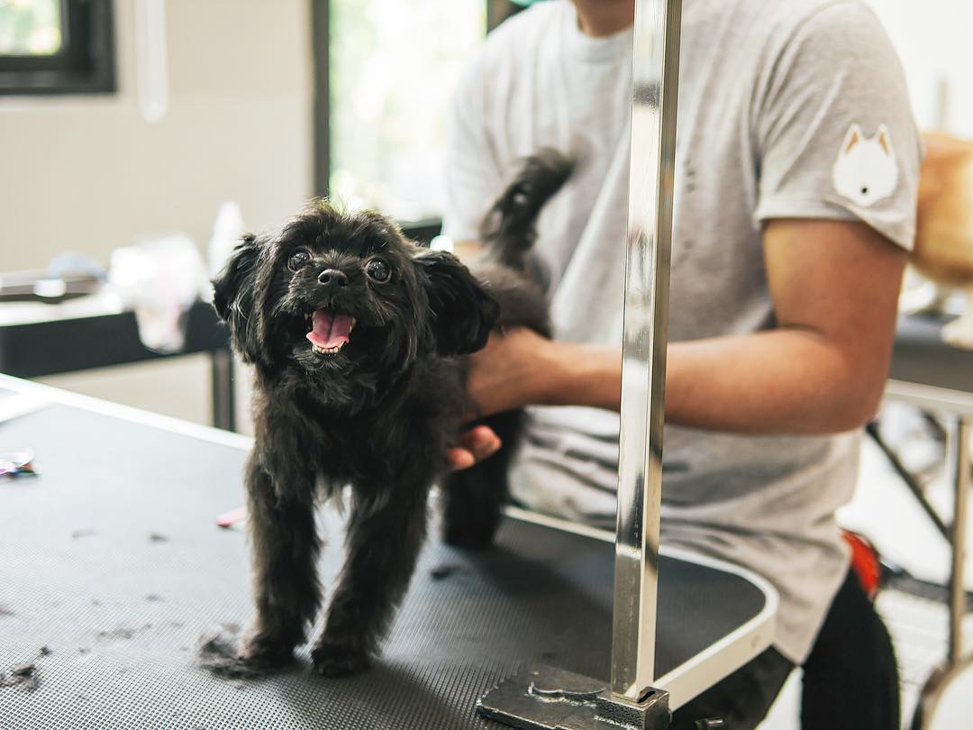 8 Pet Grooming Services In Jakarta That Will Treat Your Pets Like Royalty