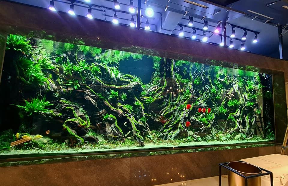 Aquarists Build Giant Aquariums & Ponds That Look Like Mini Sea Worlds