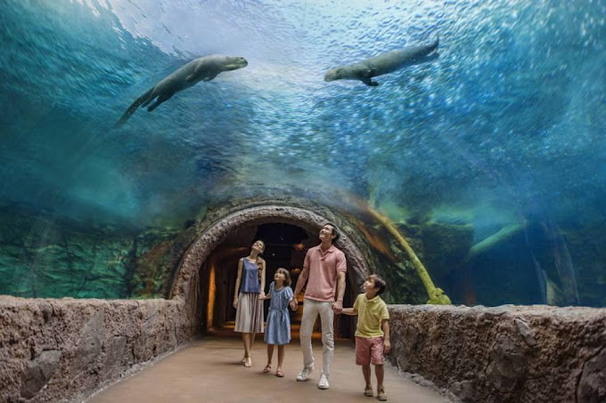 an underwater glass-roofed path for guests to walk through in river wonders singapore