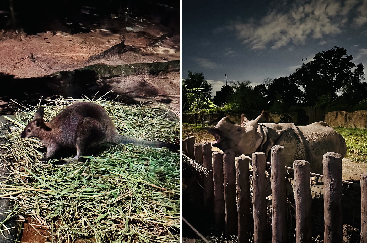 nocturnal animal exhibits at the night safari singapore